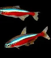 cardinal-tetra