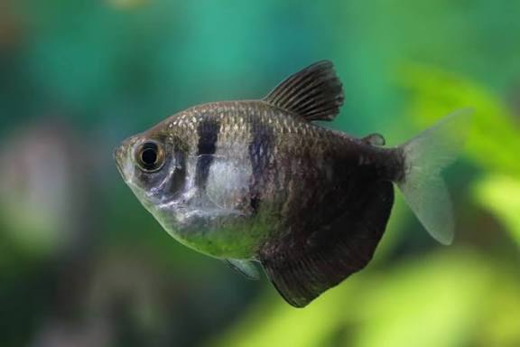 Black skirt tetra