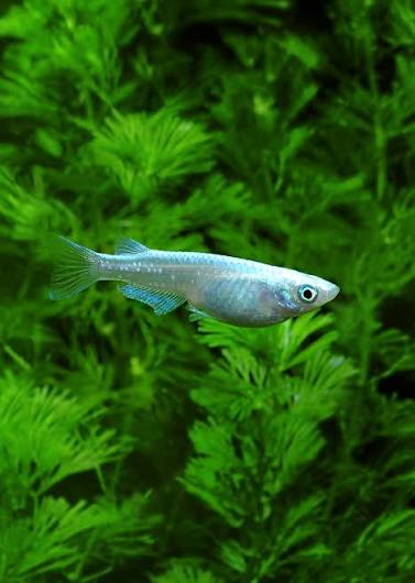 Platinum medaka rice fish