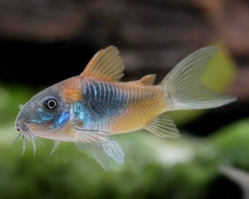 Venezuelan orange Cory