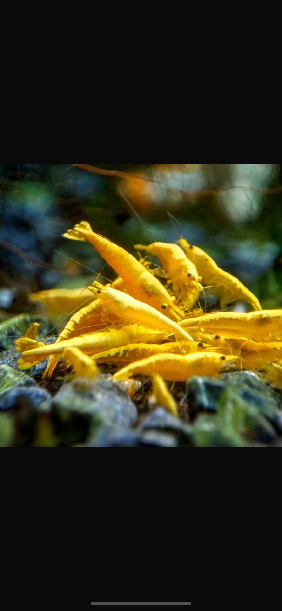 Neocardinia golden sunset