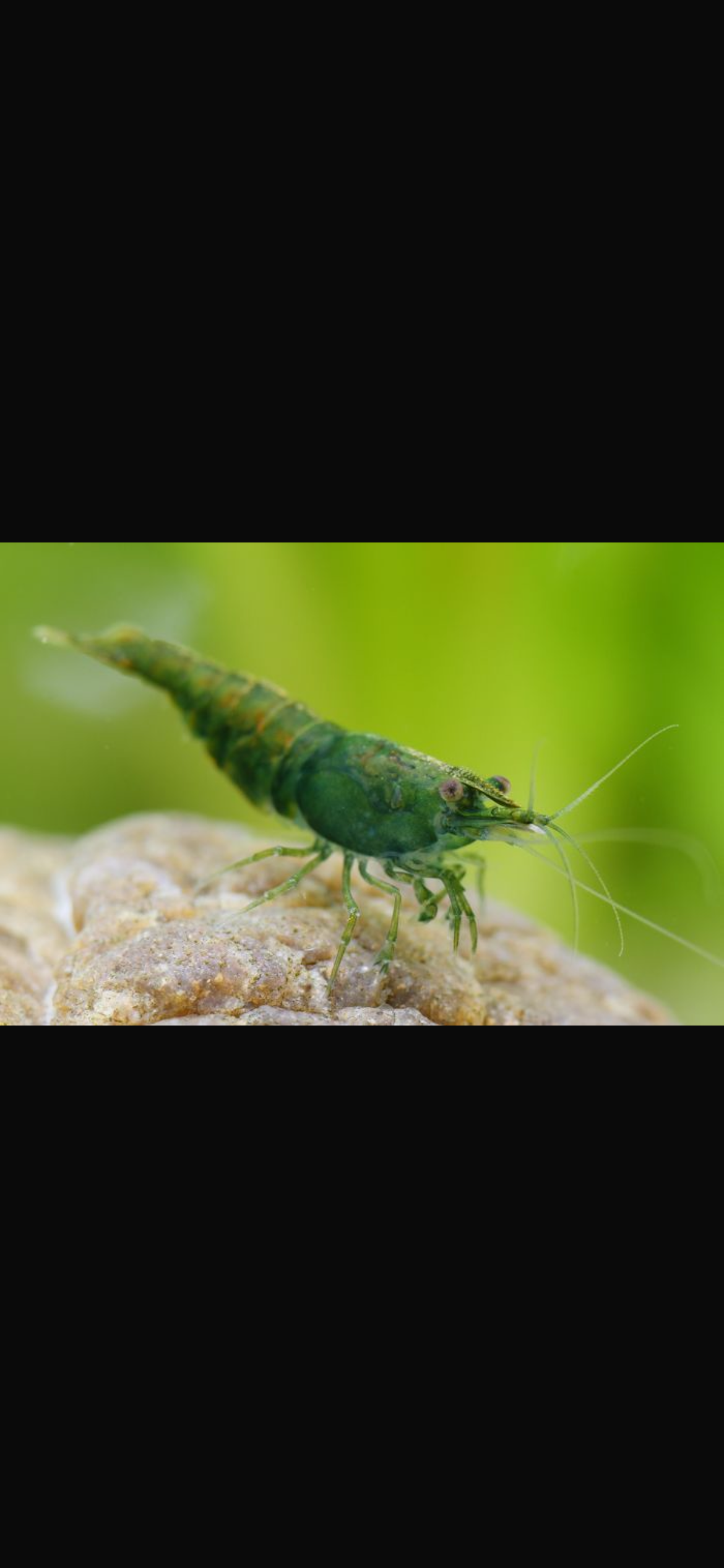 Neocardinia green jade