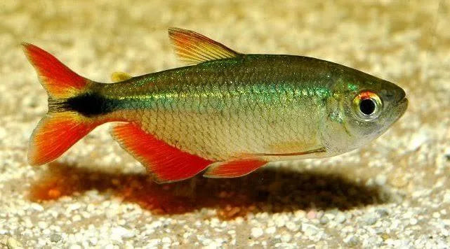 Buenos Aries tetra