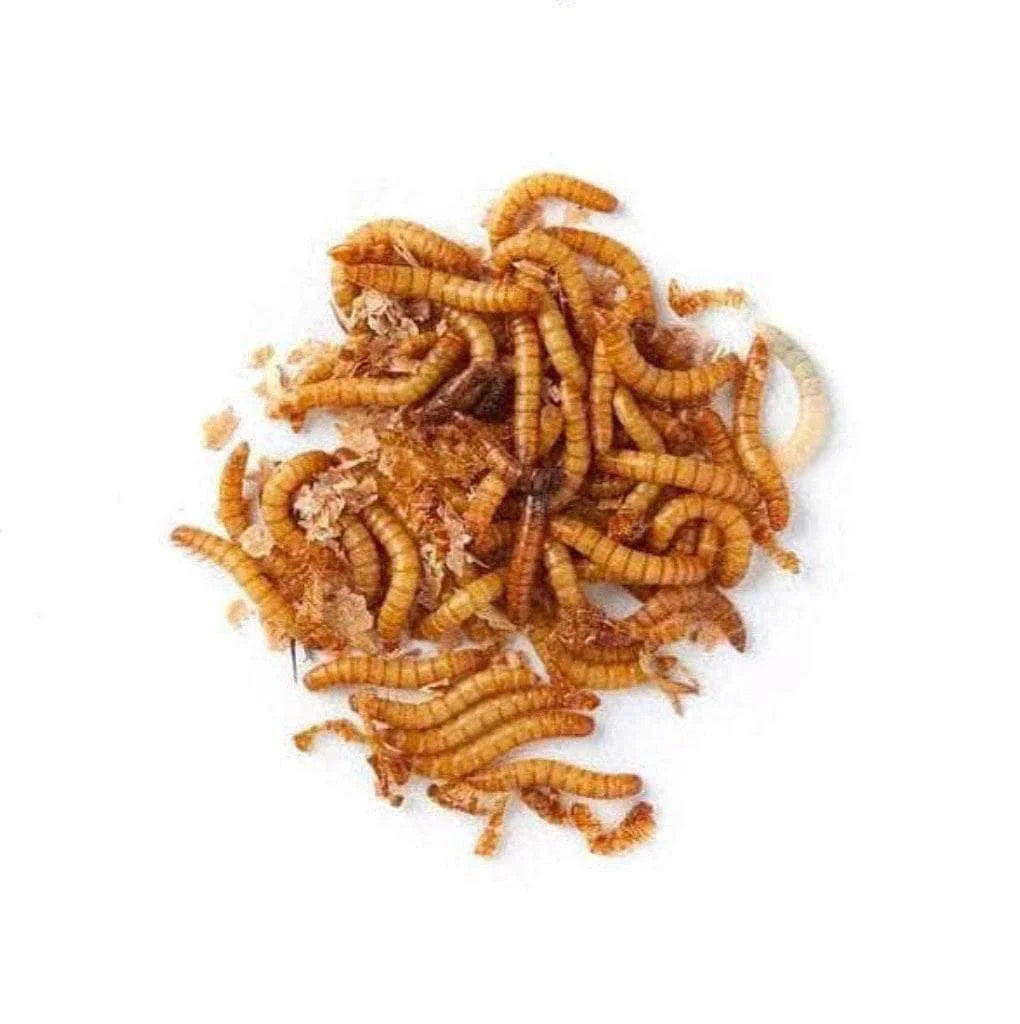 meal-worms