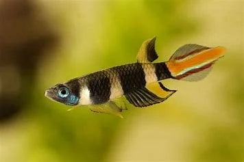 clown-killi-fish
