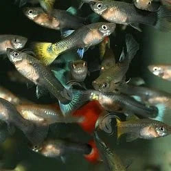 female-assorted-guppy