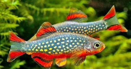 galaxy-rasbora