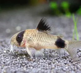 panda-corydorus