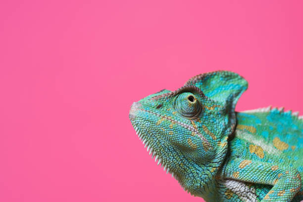 Reptiles