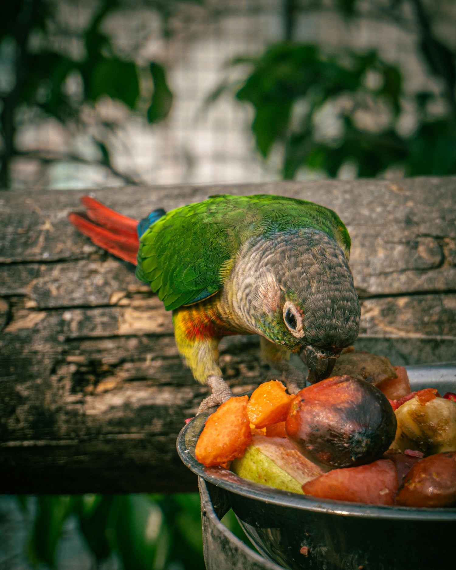 Birds