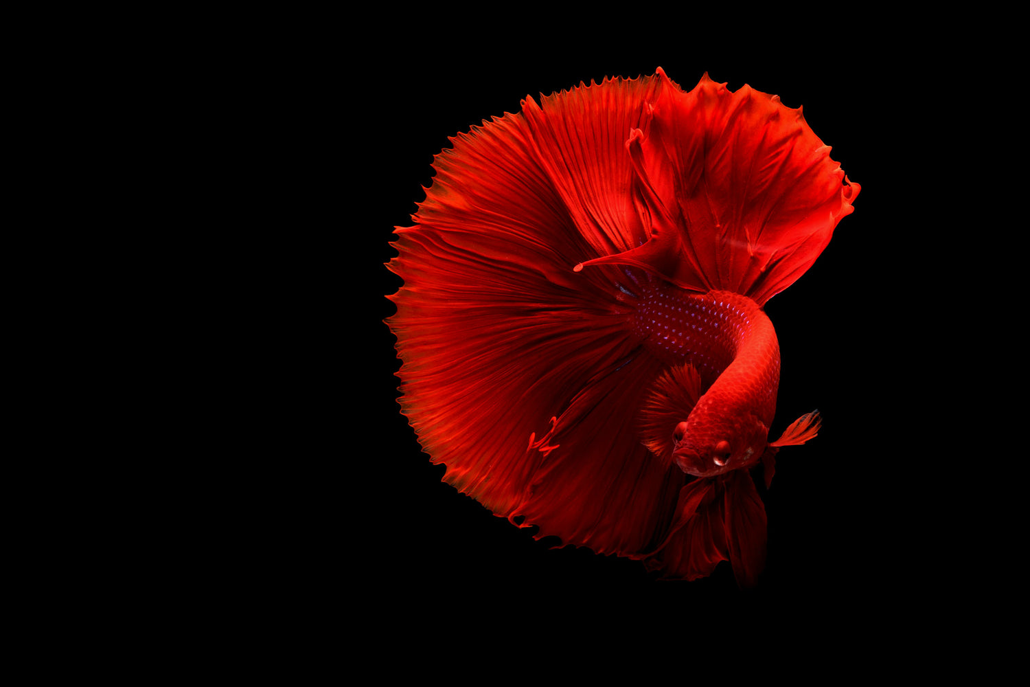Live Fish