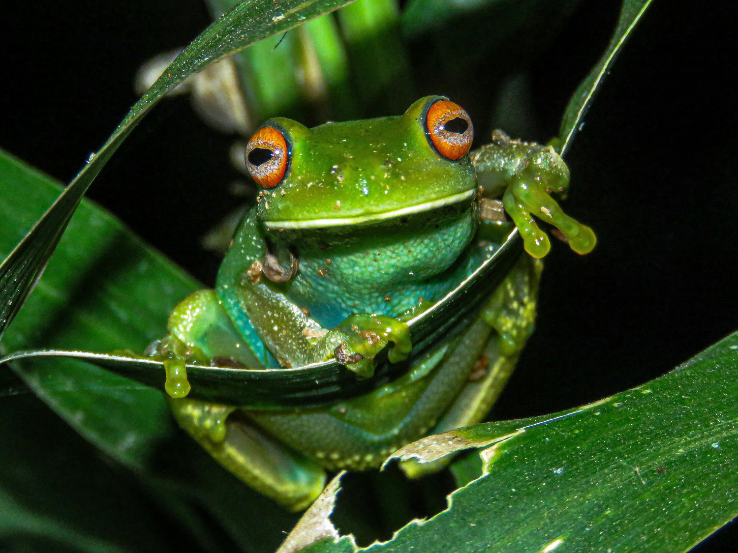 Amphibians