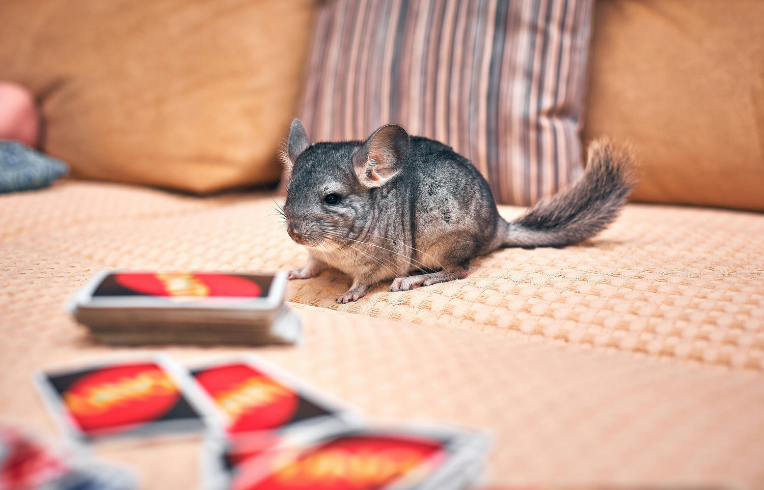 Small Mammals