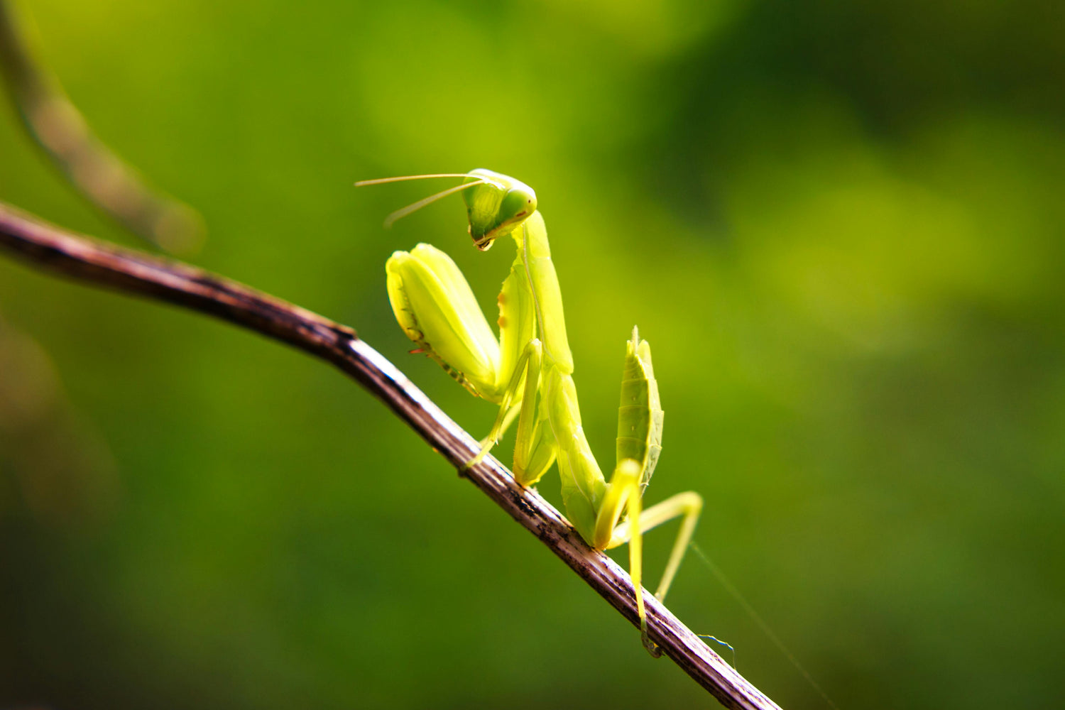 Invertebrates