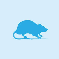 Frozen rat large weaner