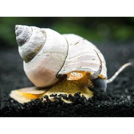 White wizard snail