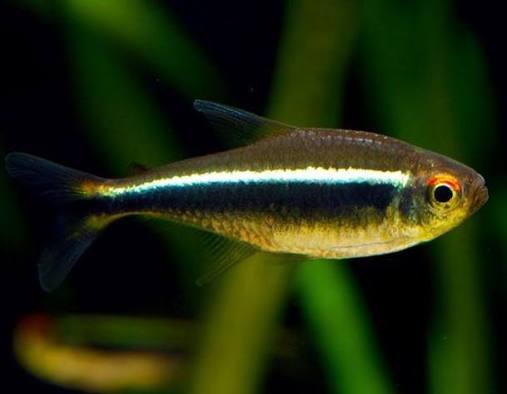 Black neon tetra