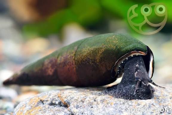 Black devil snail