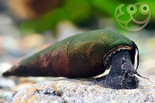 Black devil snail