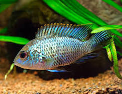 Neon blue acara