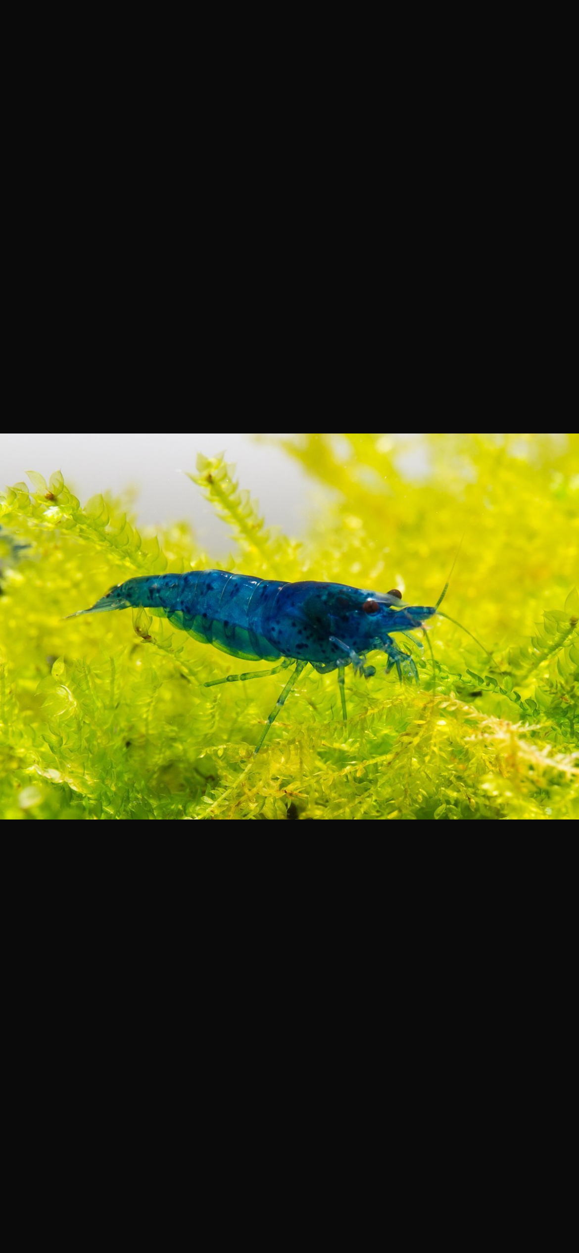 Neocardinia blue dream