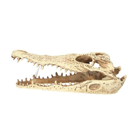PR CROCODILE SKULL 24x11x9CM