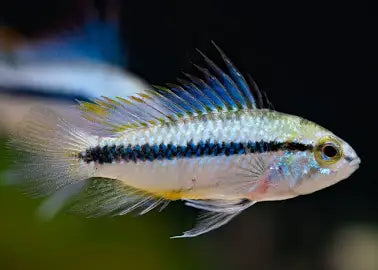 Appistograma trifasciatum