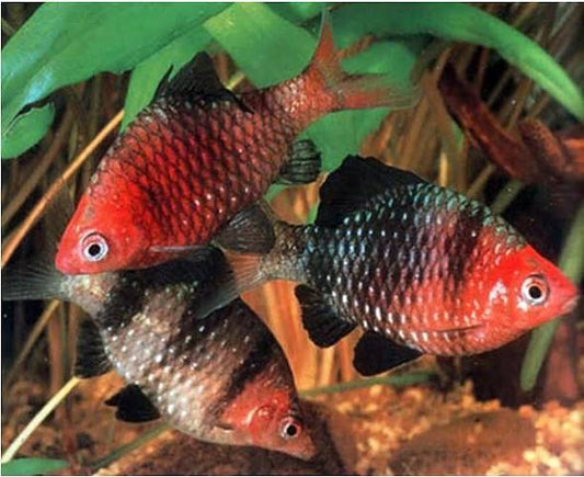 Black ruby barb