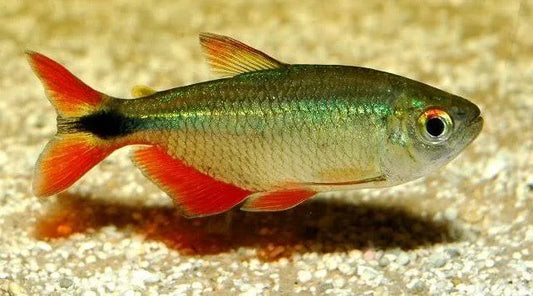 Buenos Aries tetra