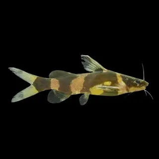 Bumblebee catfish