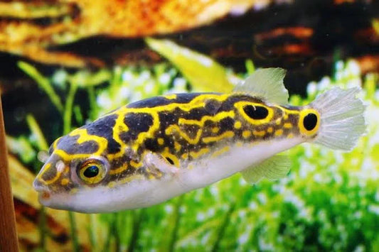Figure 8 puffer fish
