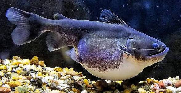 Gulper catfish 10cm
