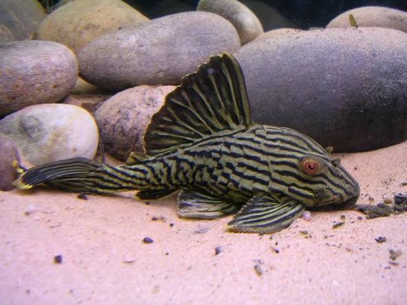L-190 Panaque nigrolineatus Royal Pleco 6-9cm