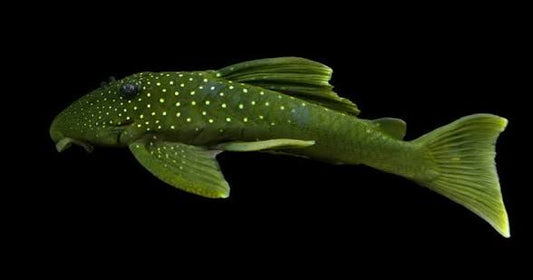 L-200 Hemiancistrus subviridis Green phantom pleco 6-9cm
