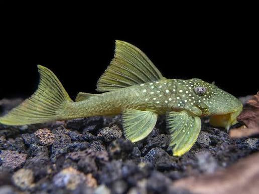 L-200a Hemiancistrus subviridis high fin green phantom pleco 6-9cm