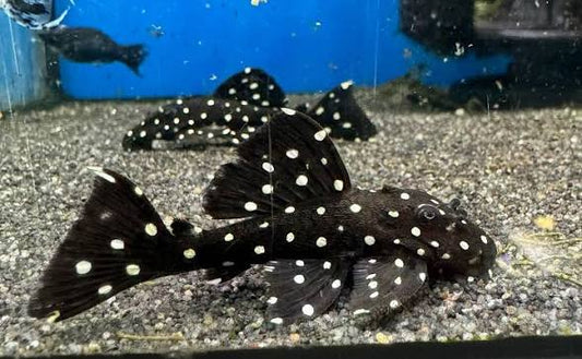 L-240 Leporacanthicus sp. Vampire pleco 6-9cm