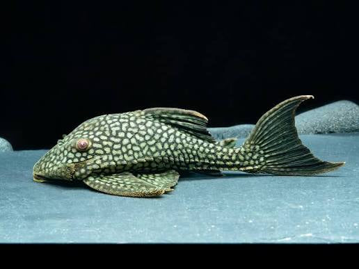 L-330 Panaque cf. nigrolineatus watermelon pleco 12cm