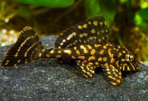L001 gold spot pleco 4cm