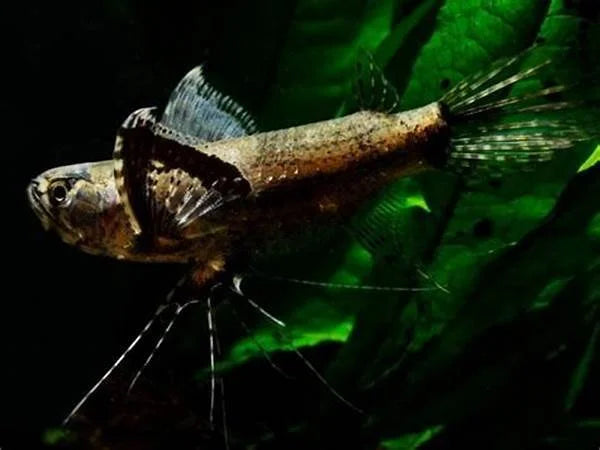 african-butterfly-fish