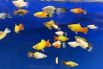assorted-platys