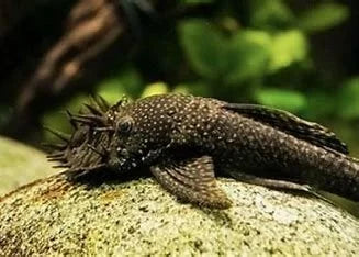 common-bristlenose-pleco