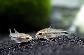 pygmy-corydorus