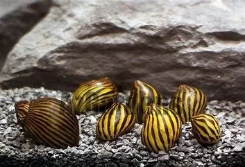 tiger-nerite-snail